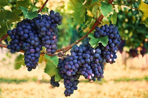 Grapes Film
