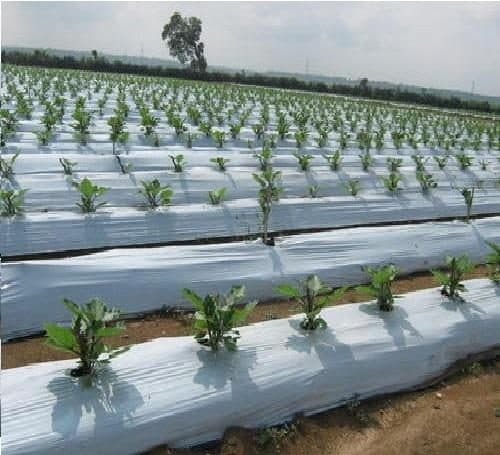 Mulch Film