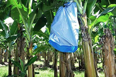 Banana Protective Bags